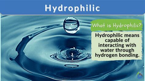 hoedrohlic|Hydrophilicity .